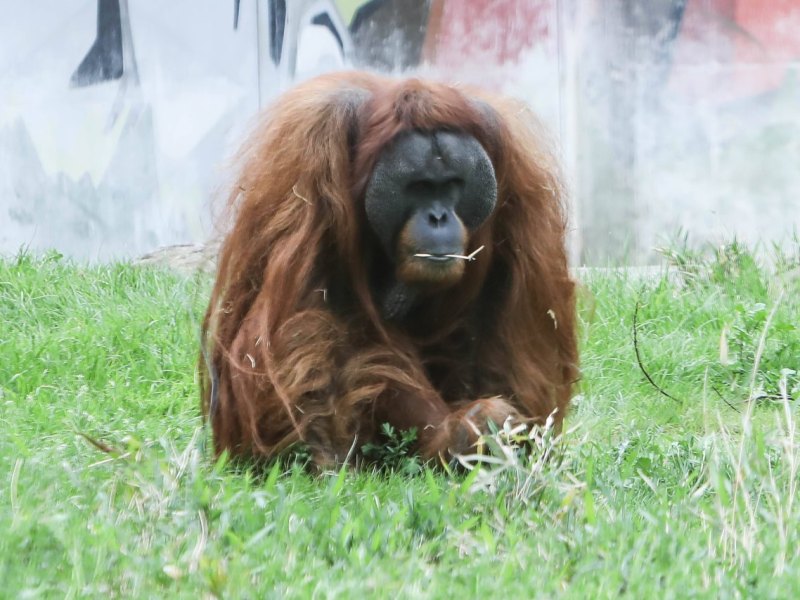 Zoo Dortmund Tierpark.jpg