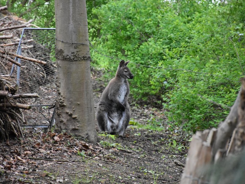 dortmund känguru.jfif