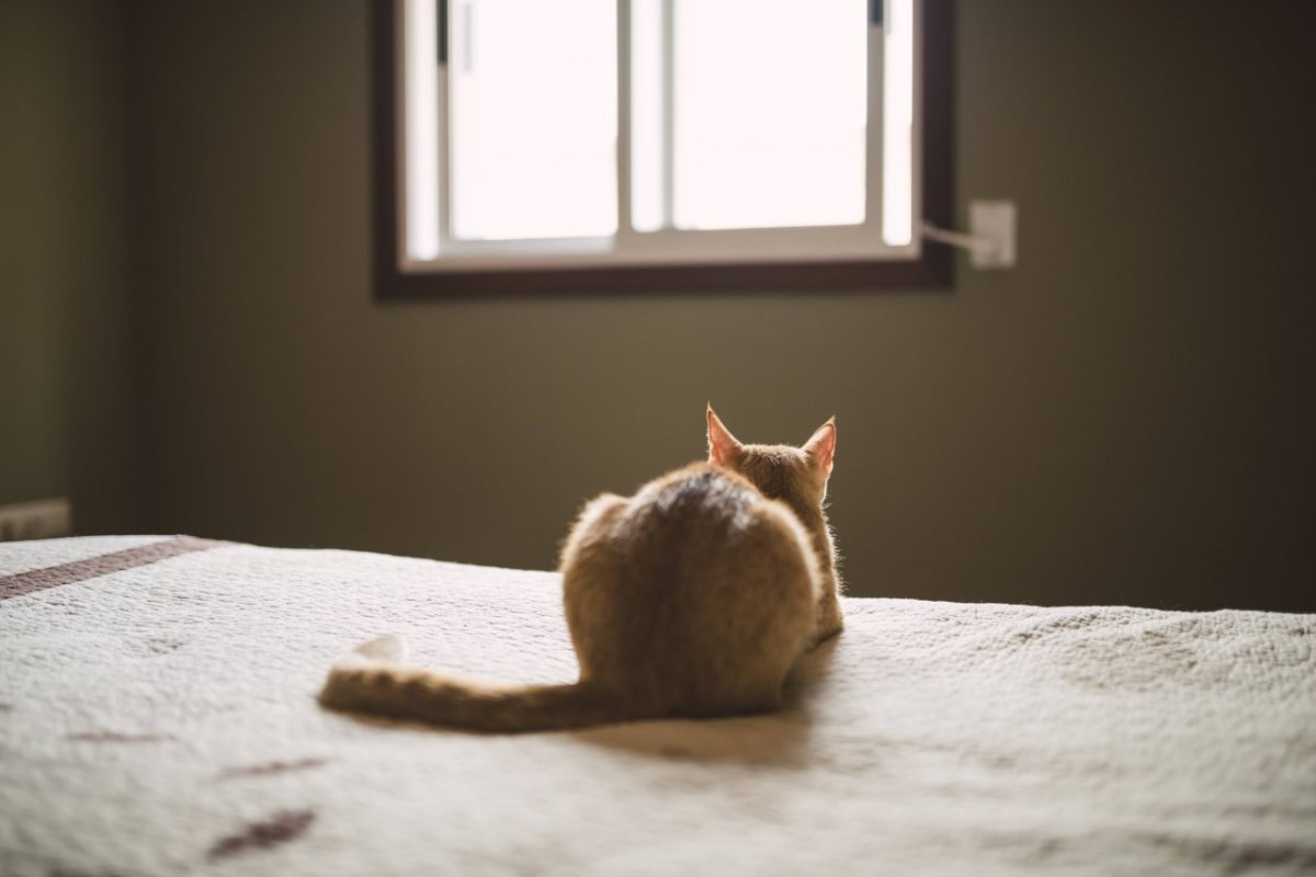 katze ohne gesicht.jpg