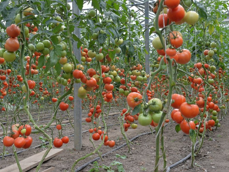 tomaten27.jpg