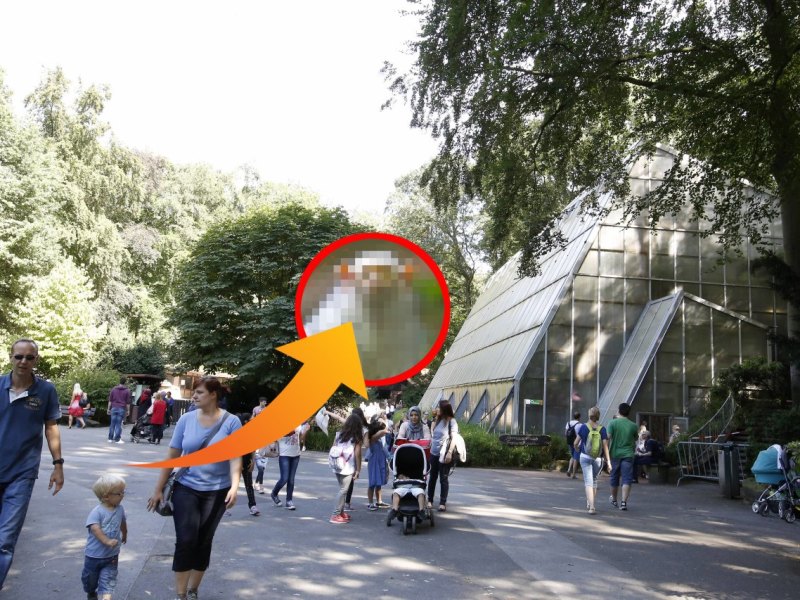 zoo-dortmund-zwergseidenäffchen