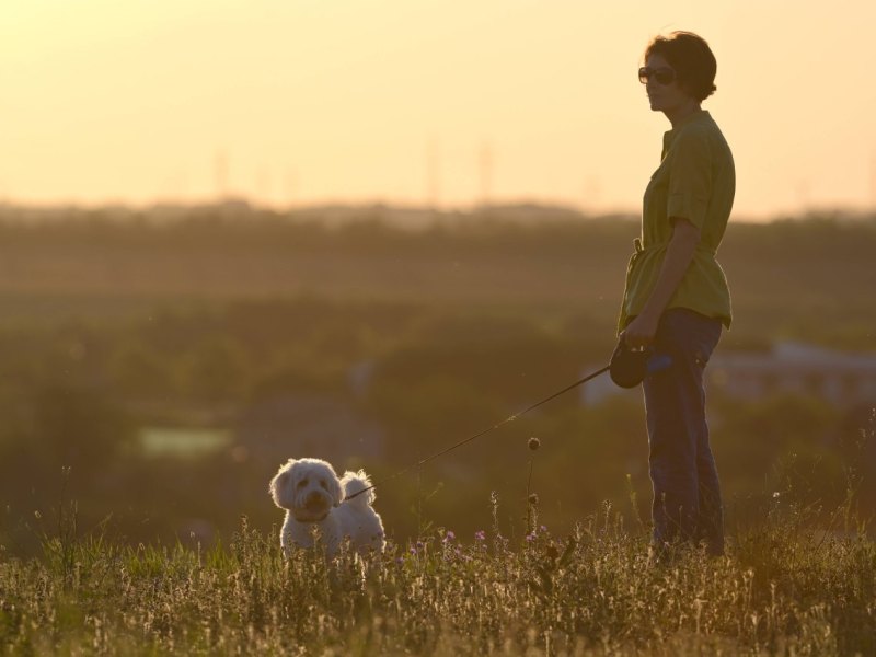 Hund in Duisburg.jpg