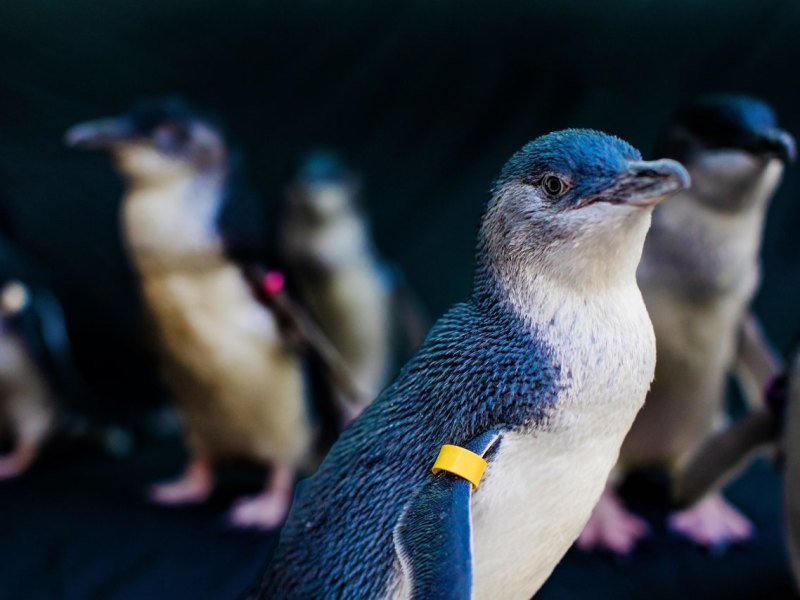 Korallen-Kultur und Pinguin-Tauchgänge: Neues aus der Reisewelt