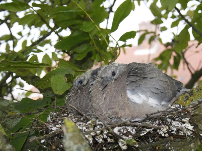 Tauben küken.jpg