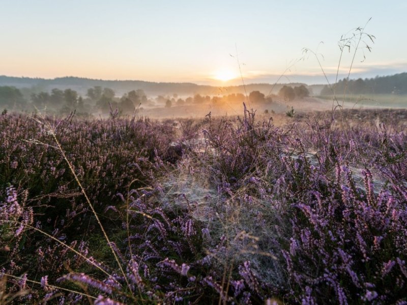 Lüneburger Heide