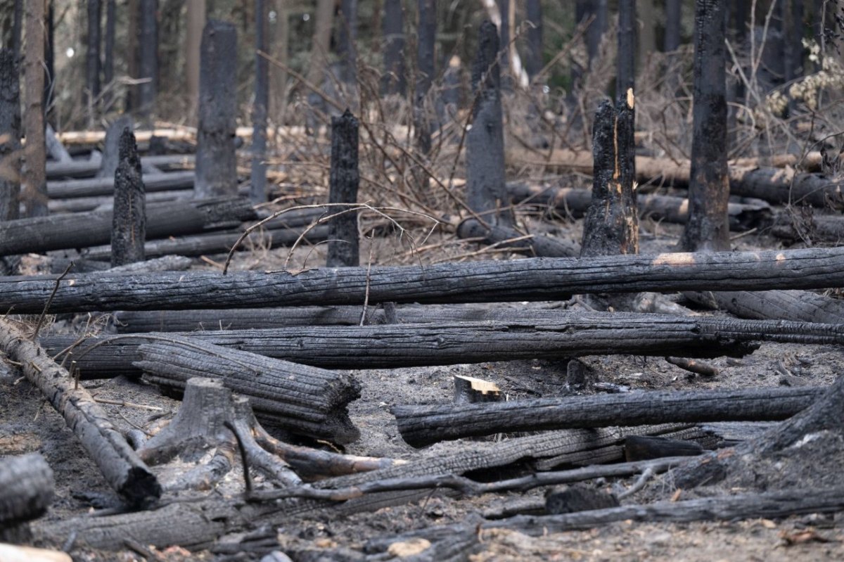 Waldbrand im Nationalpark Sächsische Schweiz