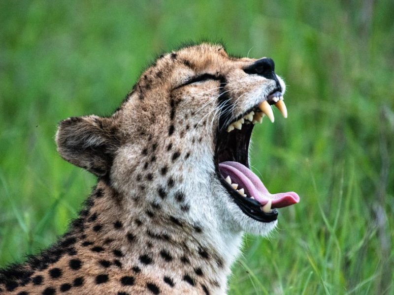 Schüler aus Duisburg von Gepard gebissen.