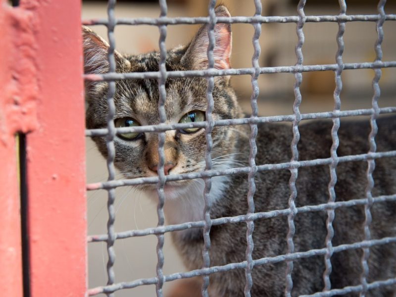Katze hinter Gittern im Tierheim Duisburg