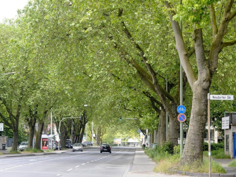 Allee an der Koloniestraße in.jpg