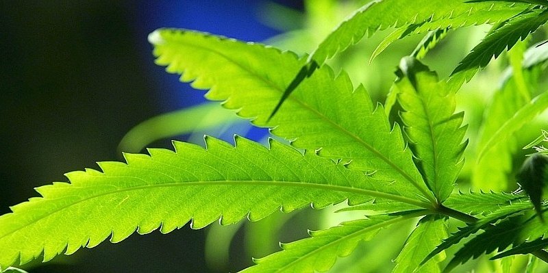 Ban Introduced On Smoking Marijuana--656x240.jpg