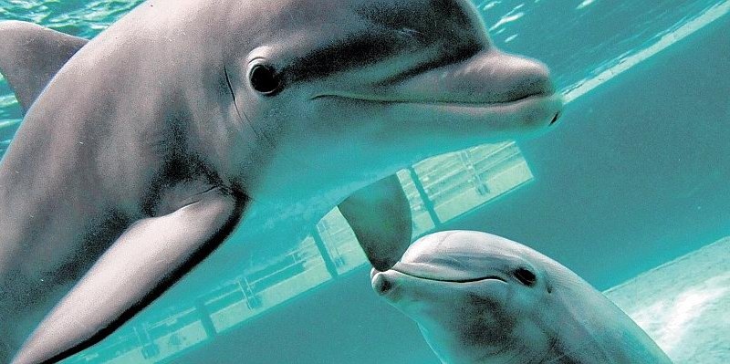 Delfin Duisburger Zoo.jpg