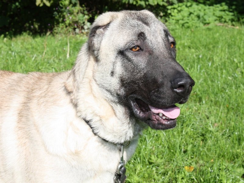 Kangal.JPG