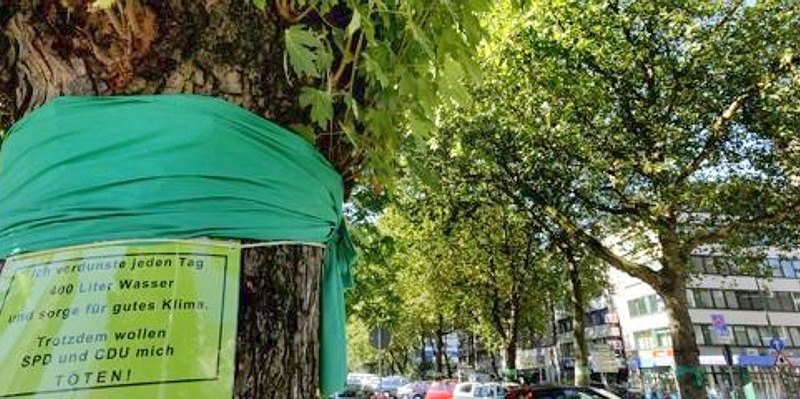 Platanen Duisburg.jpg