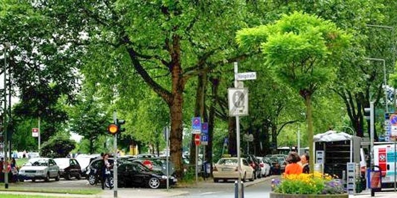 Platanen Mercatorstraße.jpg