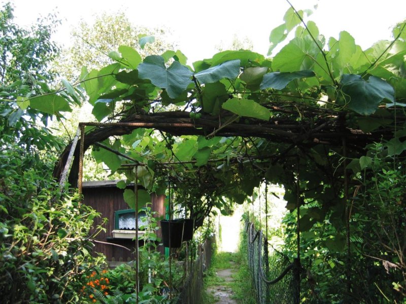 Siedlung Eisenheim.JPG