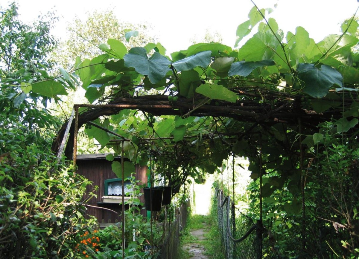 Siedlung Eisenheim.JPG