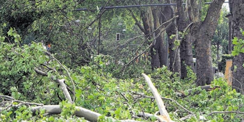 Straßenbäume, Bochum.jpg