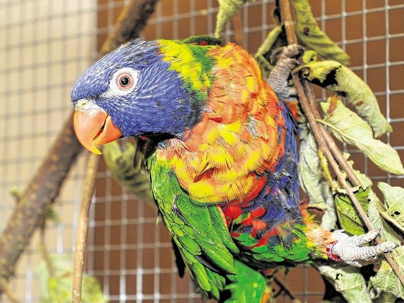 Vogelschau in Oberhausen.jpg