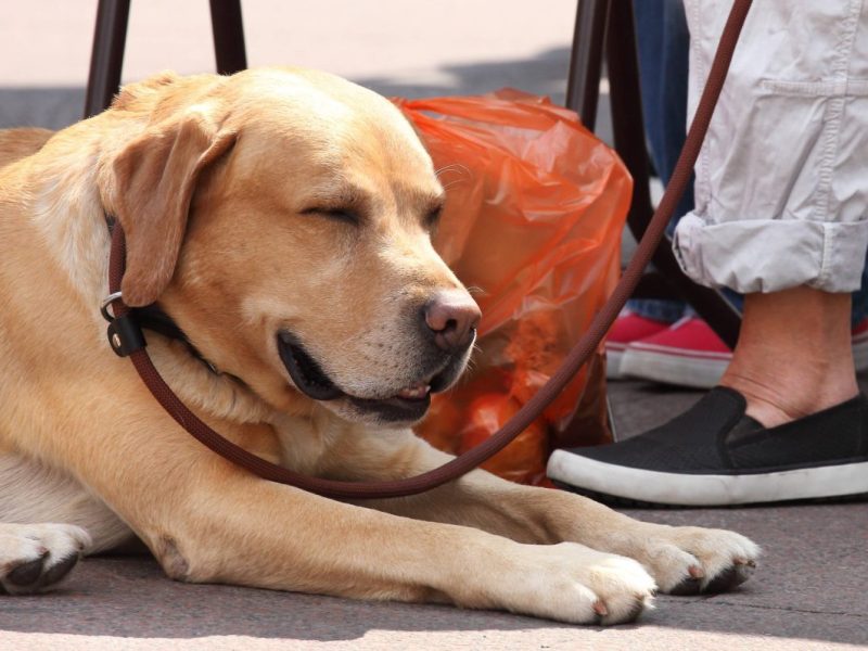 Hund liegt auf der Straße neben seinem Herrchen