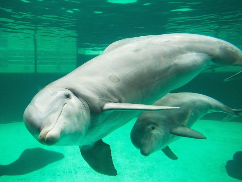 Zoo Duisburg Delfine