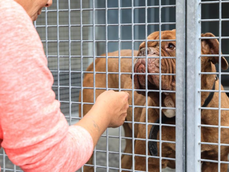 Hund im Tierheim hinter Gittern, Frau sitz vor ihm und er sieht sich durchs Gitter an