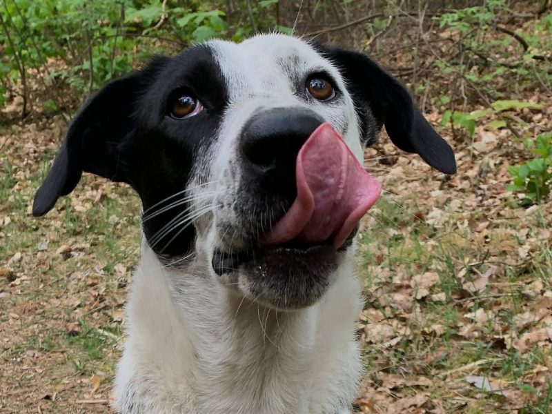 Mischlingshund schwarz-weiß gefleckt leckt sich die Schnauze auf Waldweg