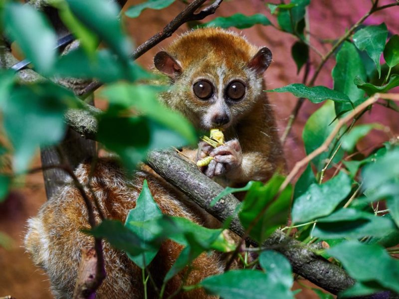 Zoo Dortmund Zwergplumplori