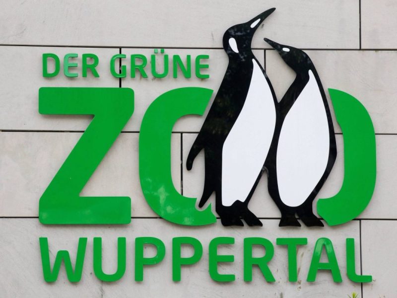 Im Zoo Wuppertal können Besucher bald einen Blick auf den Nachwuchs erhaschen! (Symbolfoto)