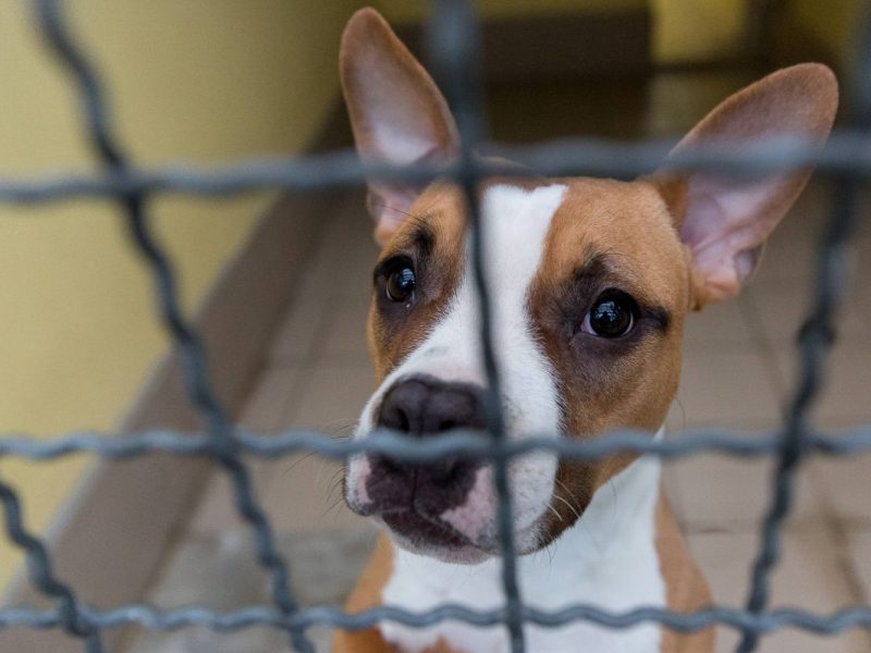 Tierheim Duisburg Hund