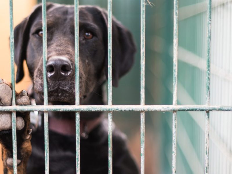 Tierheim Oberhausen Hund hinter Gittern Symbolbild