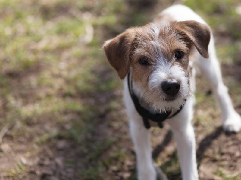 Hund in NRW Kromfohrländer Symbolbild