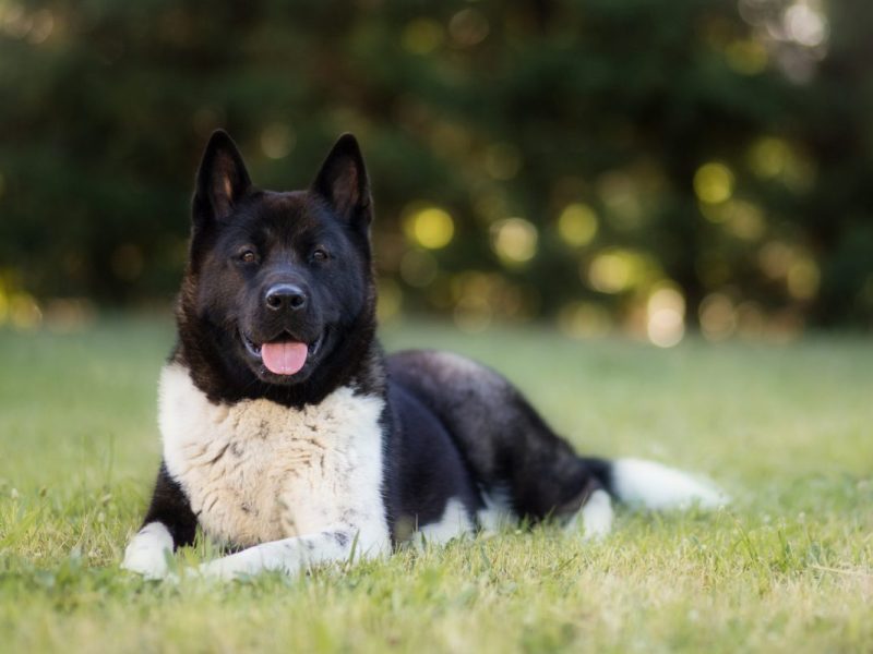 Tierheim in NRW American Akita