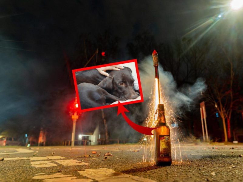 NRW: Hund in Angst wegen Böllern