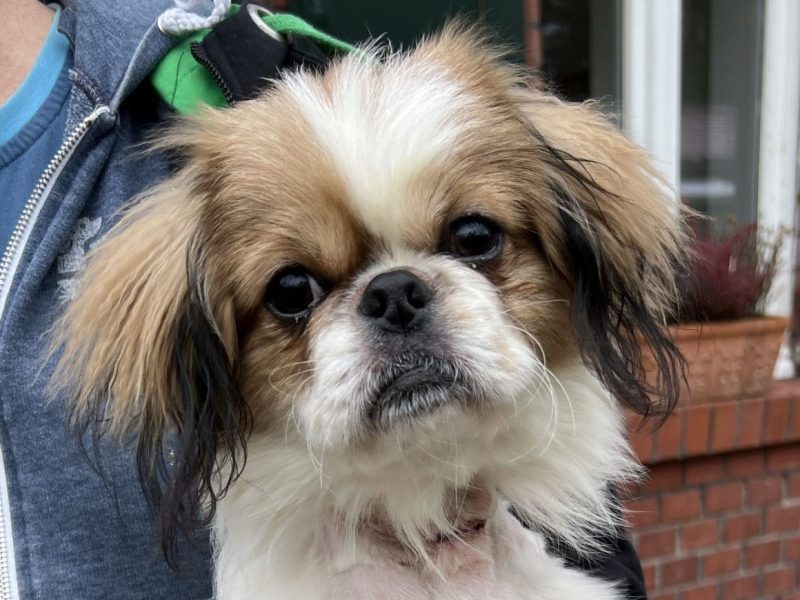 Hund in NRW Micky im Tierheim Köln-Dellbrück