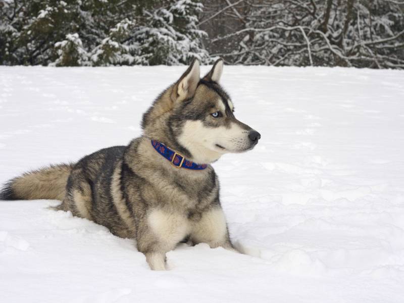 Hund in NRW: Happy End für zwei Vierbeiner (Symbolbild)