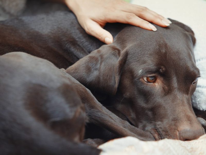 Hund in Oberhausen trauert
