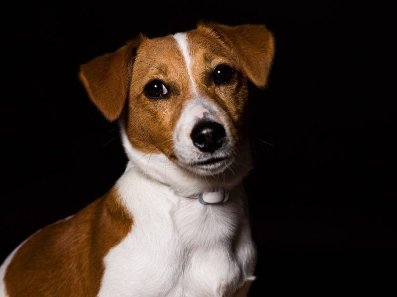 Hund in NRW Jack Russel Symbolbild