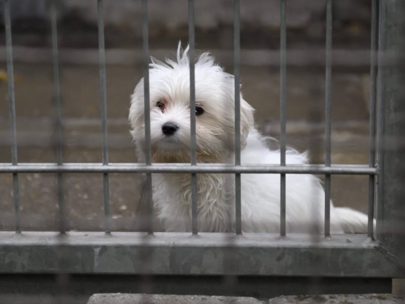 Tierheime in Duisburg und Bochum