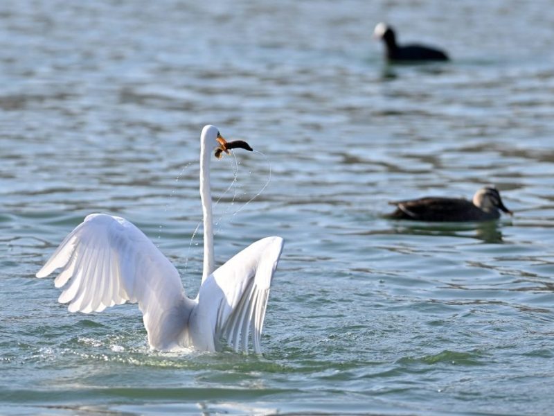 Oberhausen Schwan Symbolbild