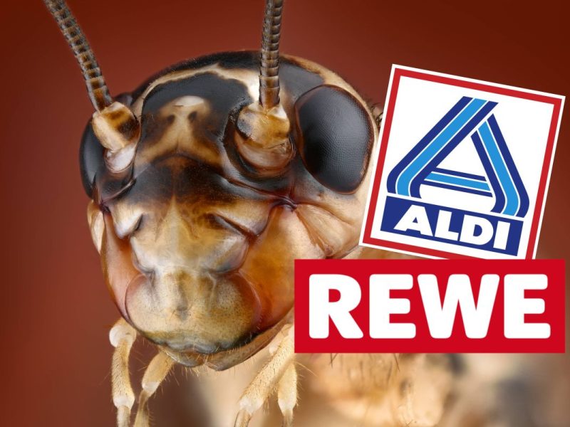 aldi rewe insekten