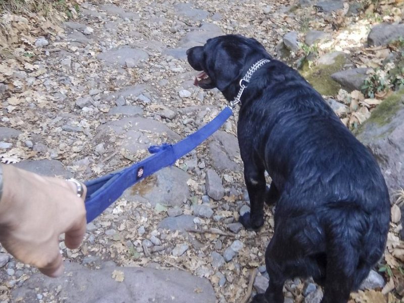 Hund in NRW Spaziergang mit Labrador