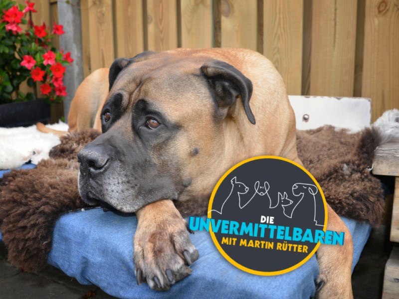 Die Unvermittelbaren - mit Martin Rütter