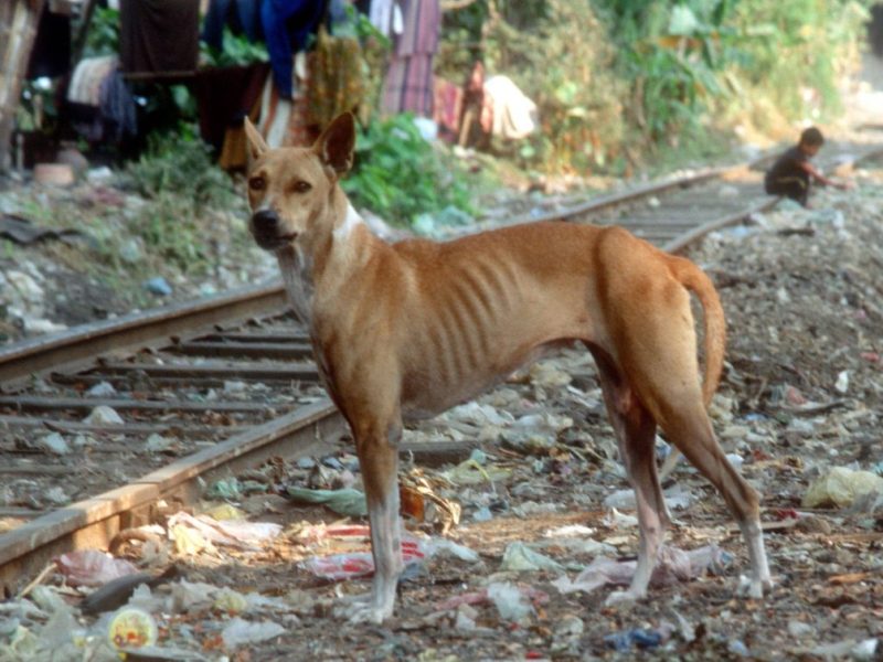 ausgemergelter Hund