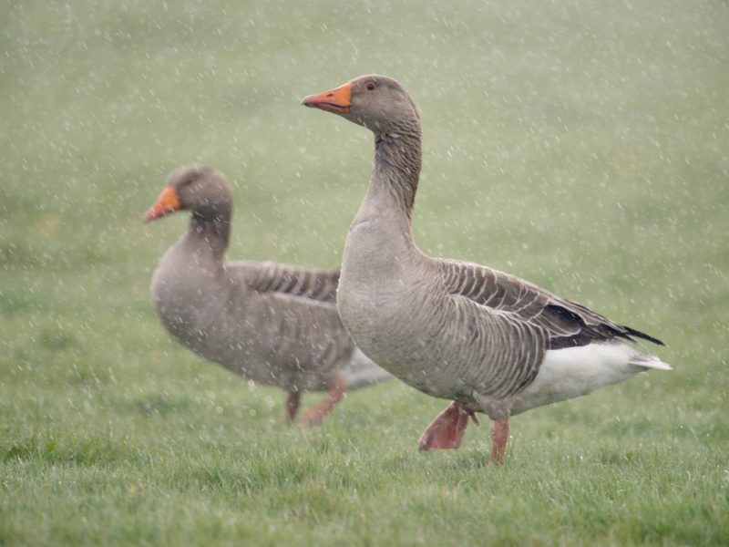 Wildgänse auf Wiese im Regen in NRW