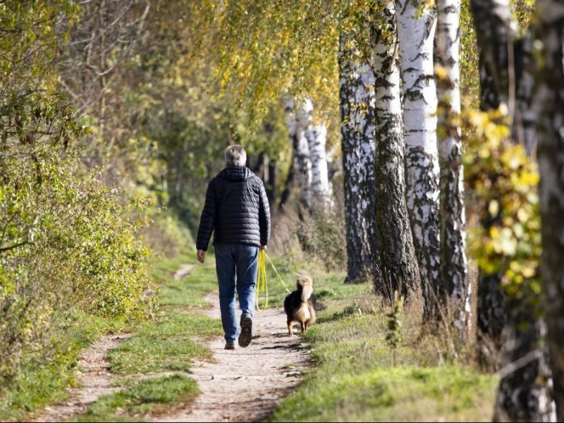 Mann beim Gassigehen mit Hund im Wald