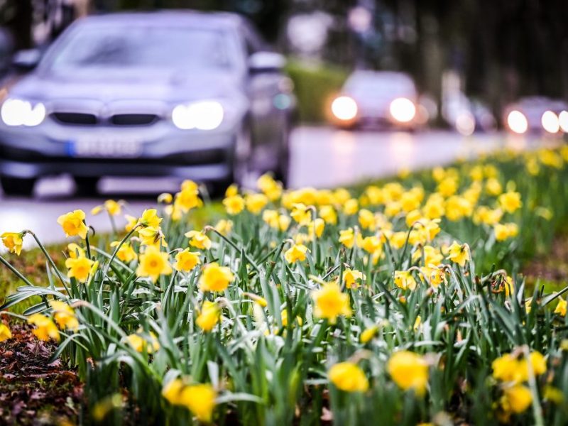 Essen Heisingerstraße Autos und Blumenbeet