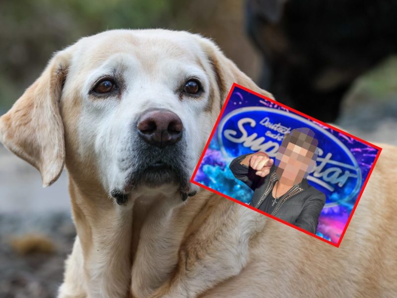 Tierheim Gelsenkirchen