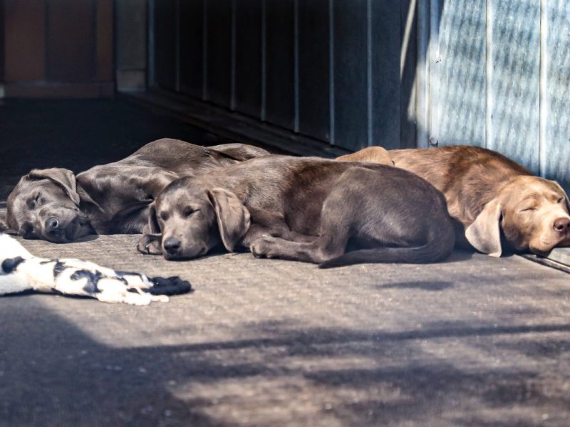 Hund in Dortmund liegen schlafend im Tierheim