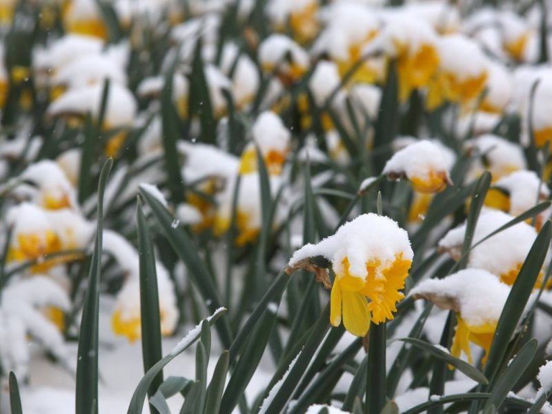Osterglocken im Schnee