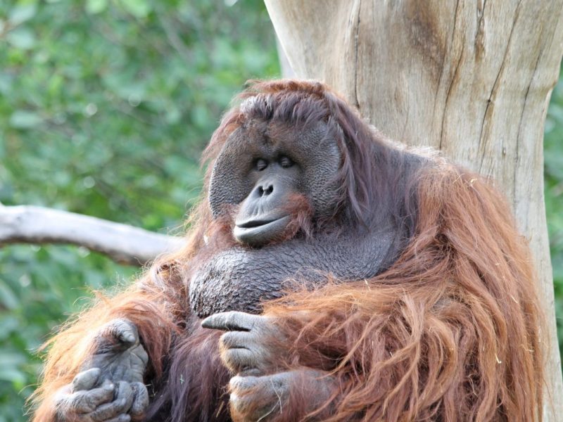Zoo in NRW trauert um einen langjährigen Begleiter.